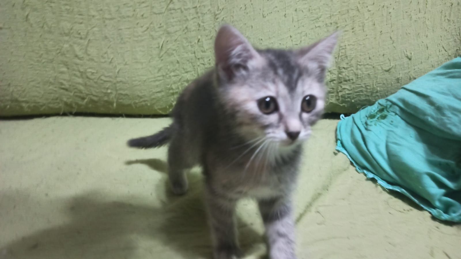 Котёночек в добрые руки