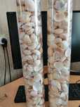 Продам ракушки морские для аквариума.Цена за 10 штук. 7ш