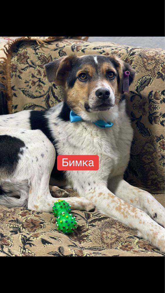 Щенки в поиске дома в лучшие семьи на цепь не отдаем