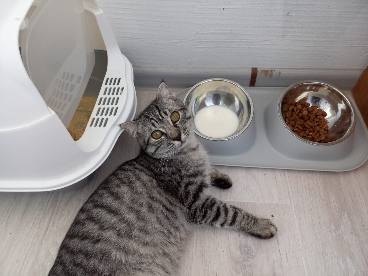 Отдам даром котенка  смесь с вислоухим шотландским