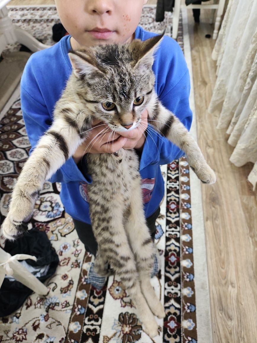 Котенок в добрые руки