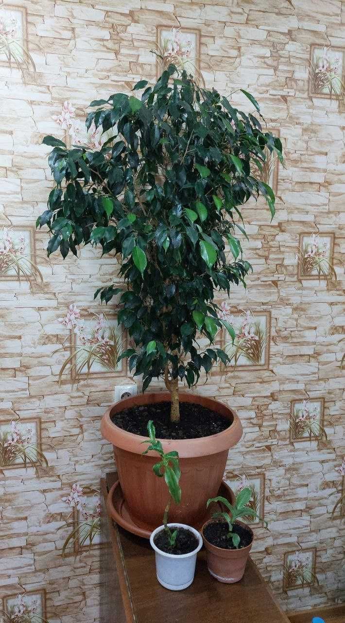 Дерево Фикус Бенджамина  (Ficus Benjamina)