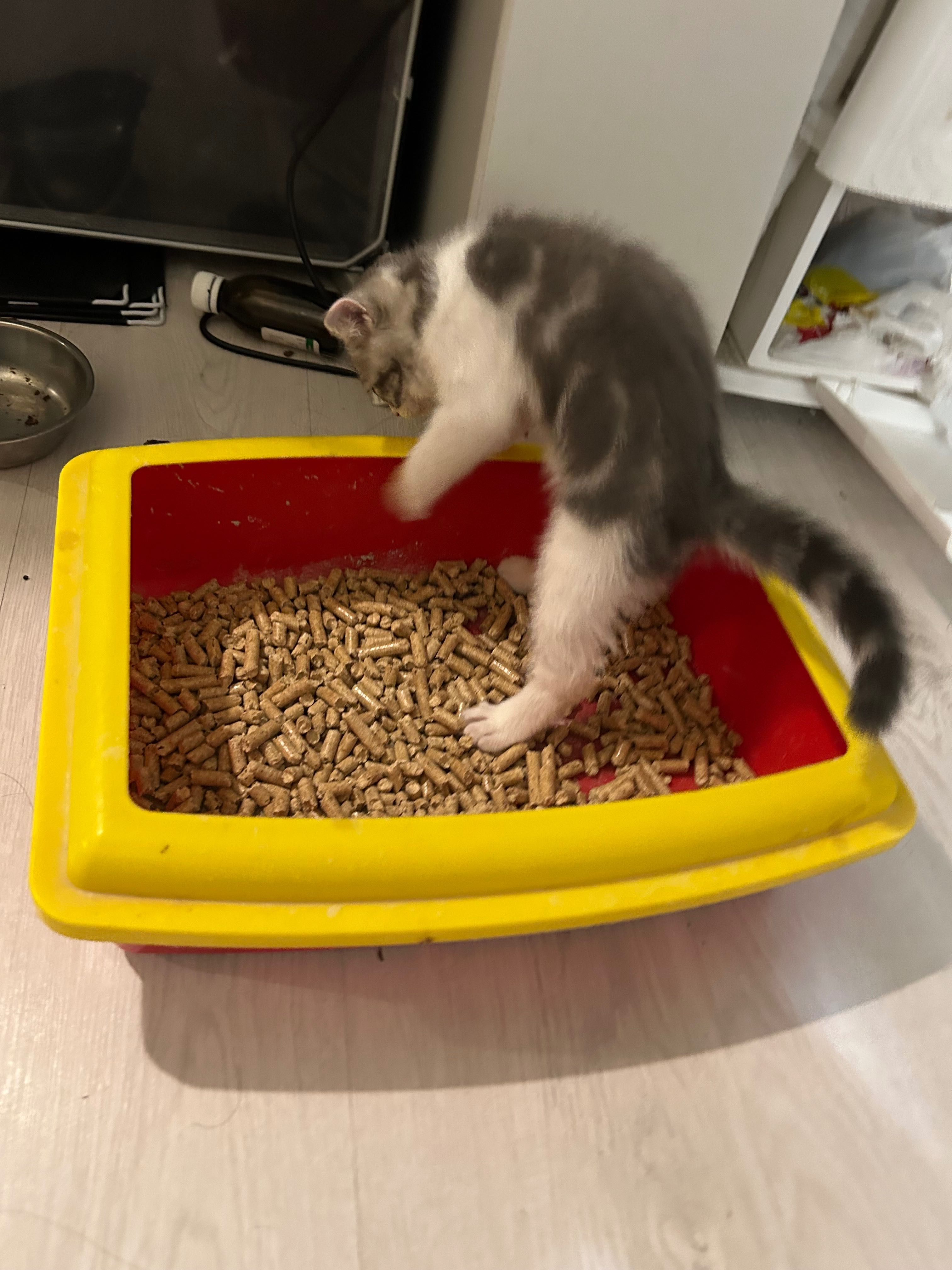 Котята шотландские