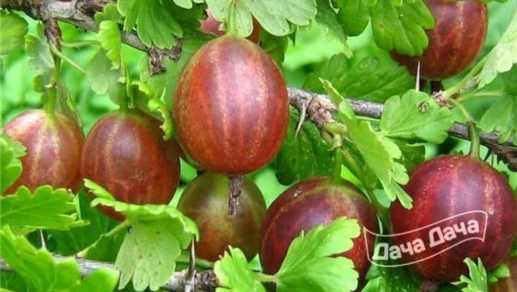 Продам саженцы крыжовника красного и зеленого