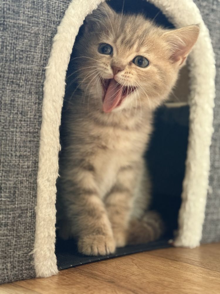 Британский котенок котята мальчик