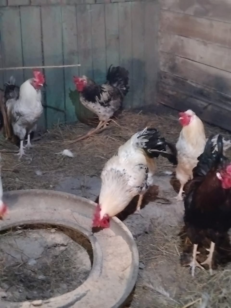 Продаются петухи