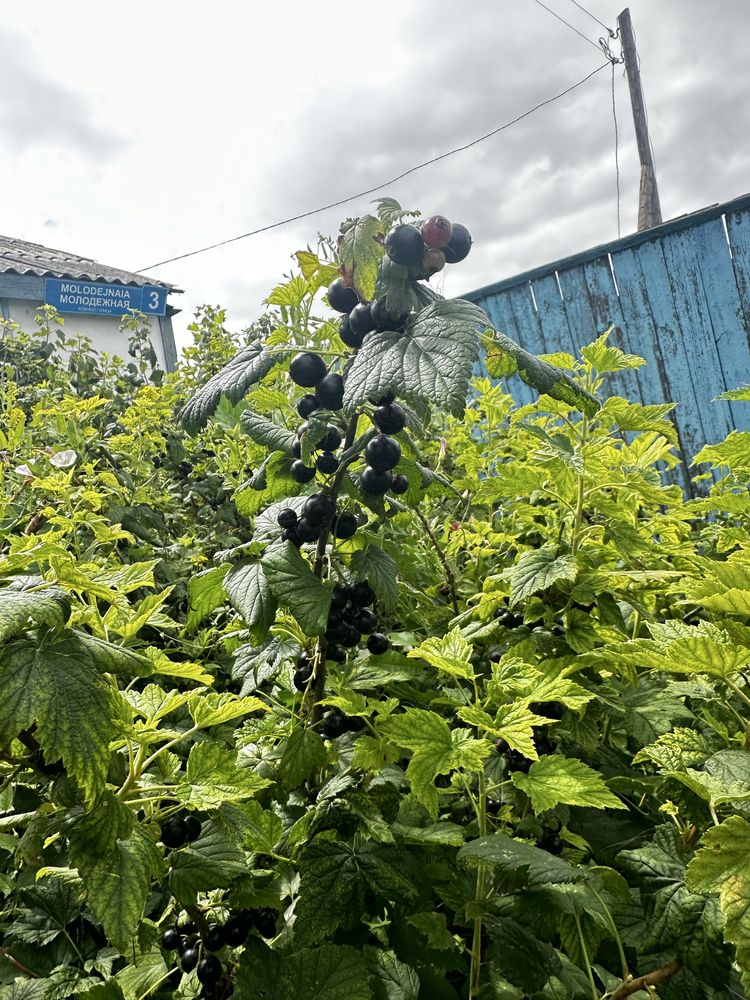 Продам дом и все остальное вместе  , есть торг