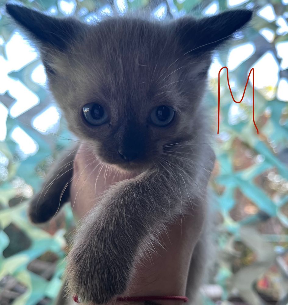 Продам сиамских котят
