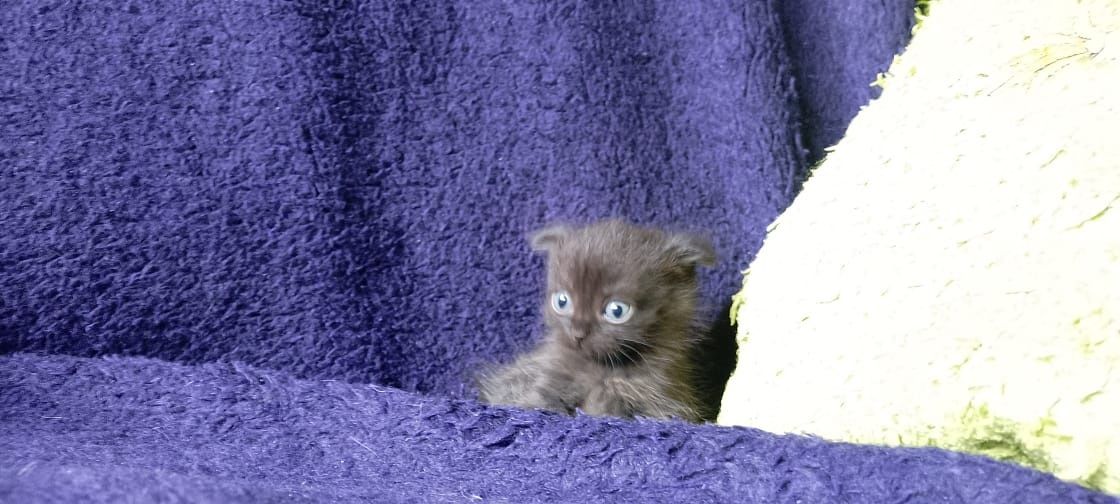 Продам котят от вислоухой кошки.