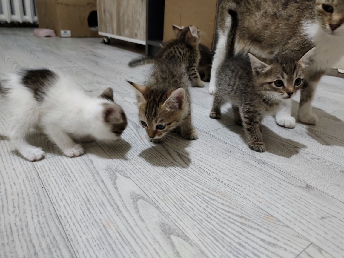 Котята в добрые руки