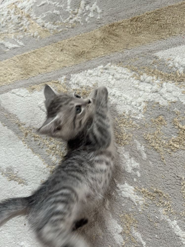 котенок 1 месяц