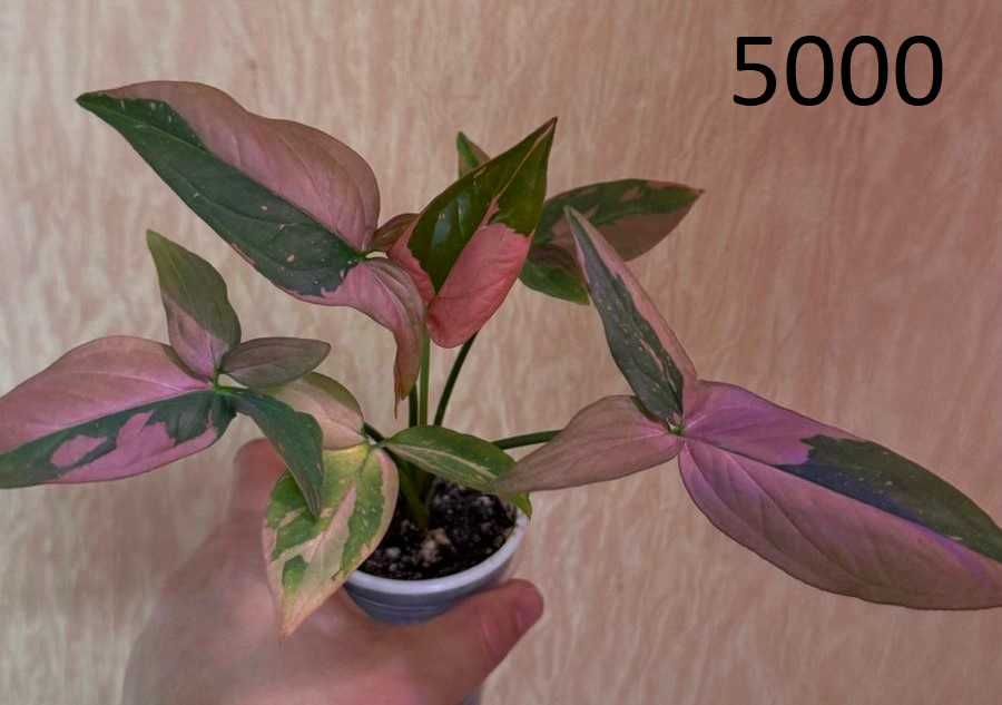 Растения по 5000