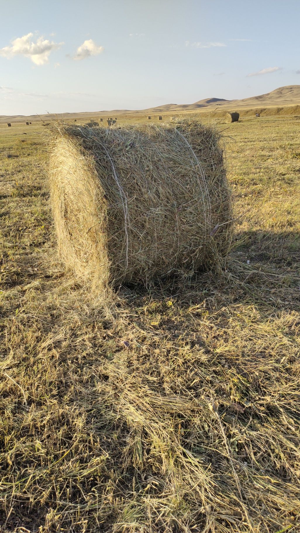 Продажа сено зелёный