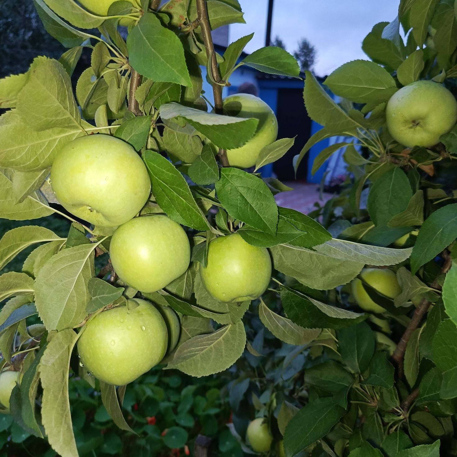 Яблоки Антоновка.