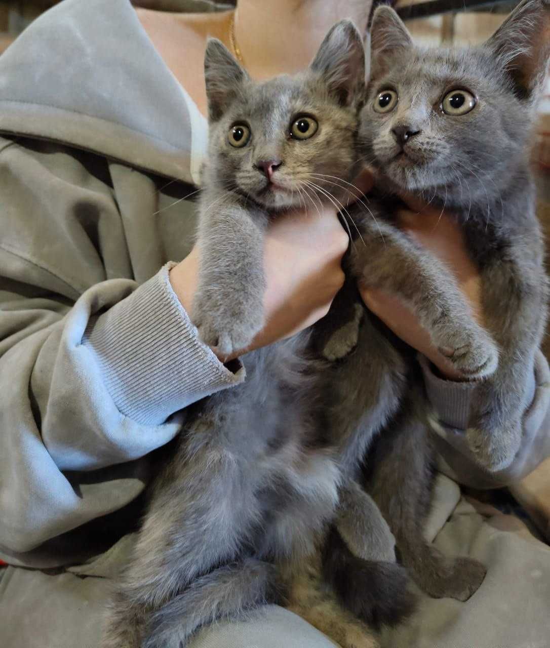 Отдам котят в добрые руки!