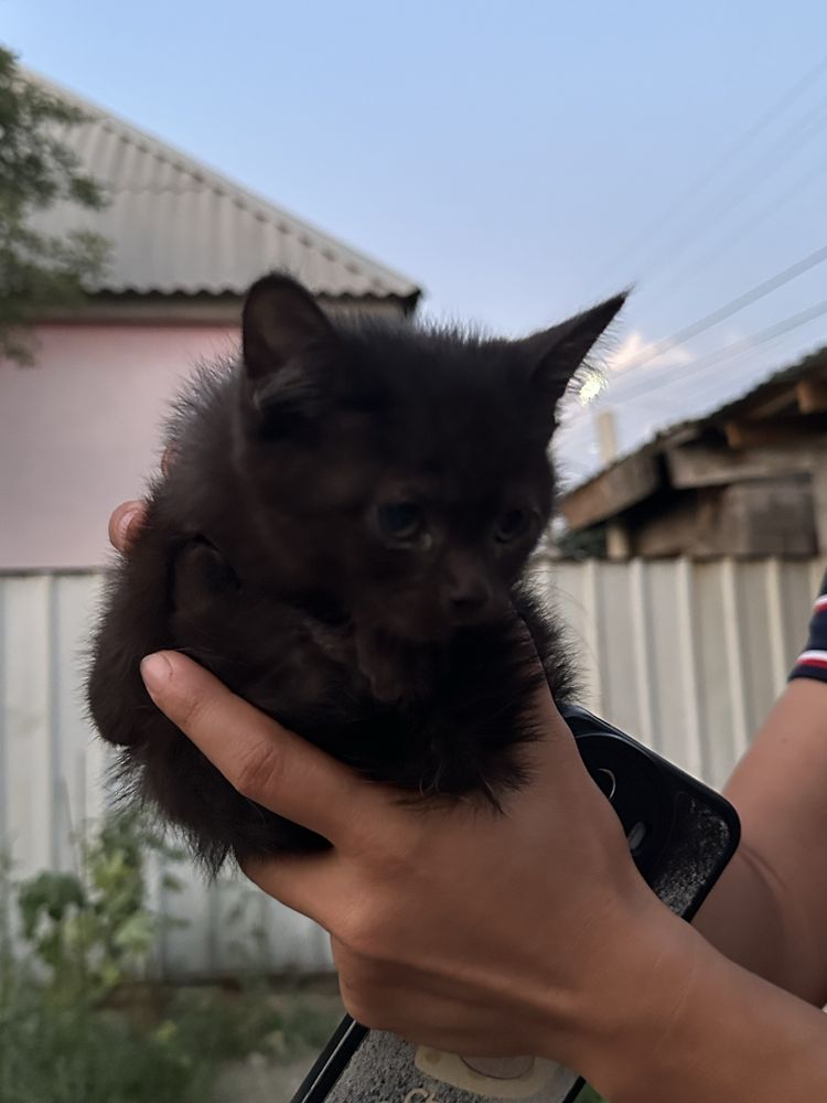 Отдам котят в хорошие руки