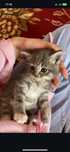 Котёнок Британский Короткошерстный полторамесячный