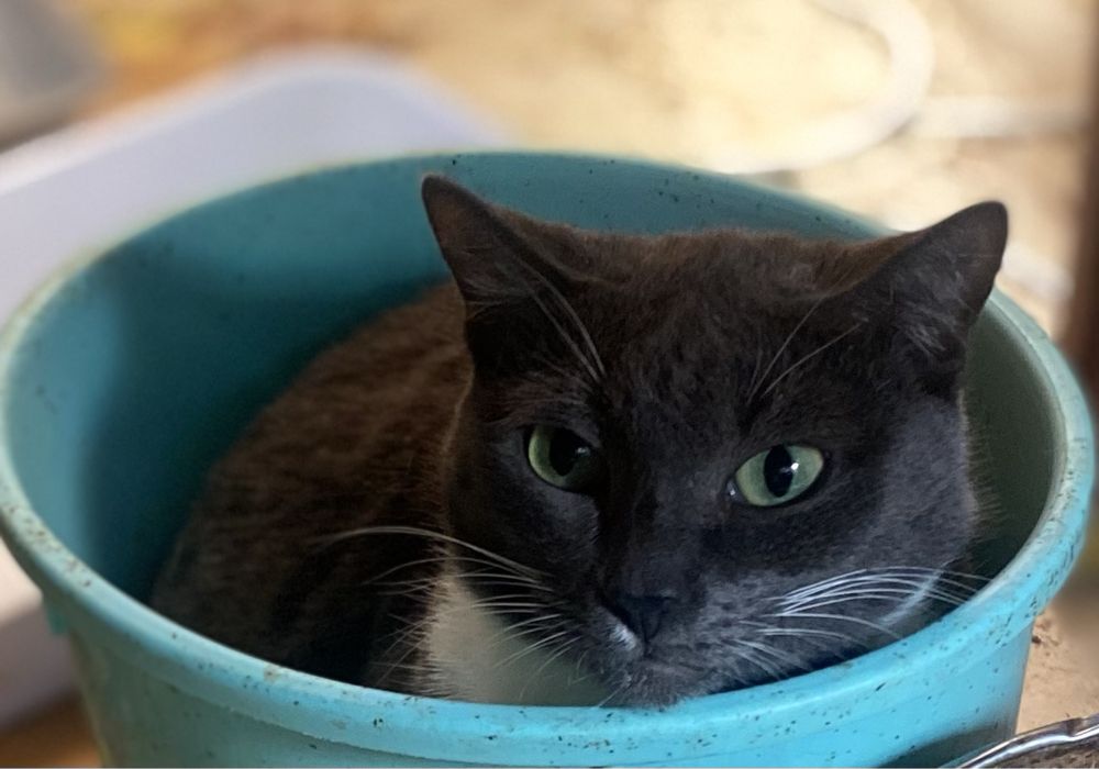 мышелов  Котики мальчики и девочки