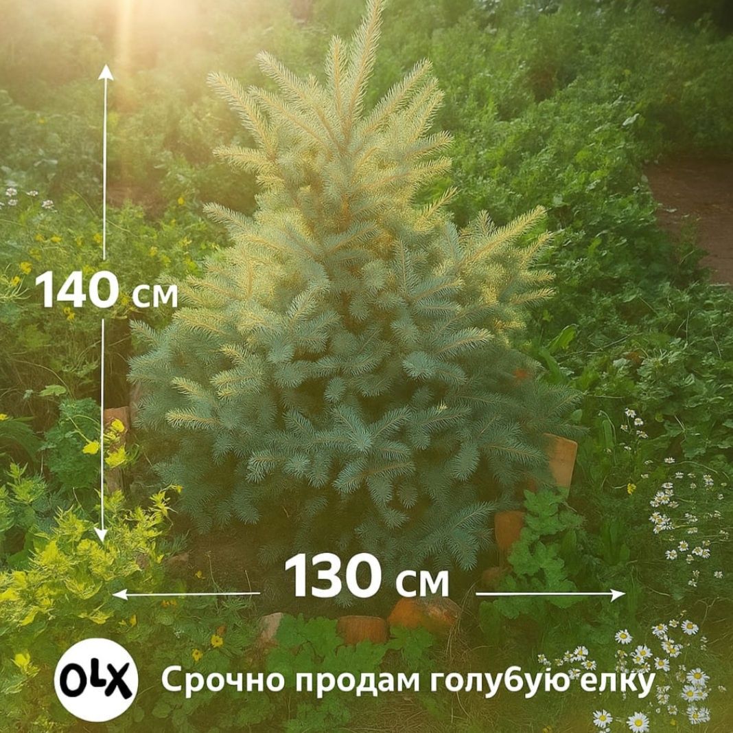 Продаётся голубая ель