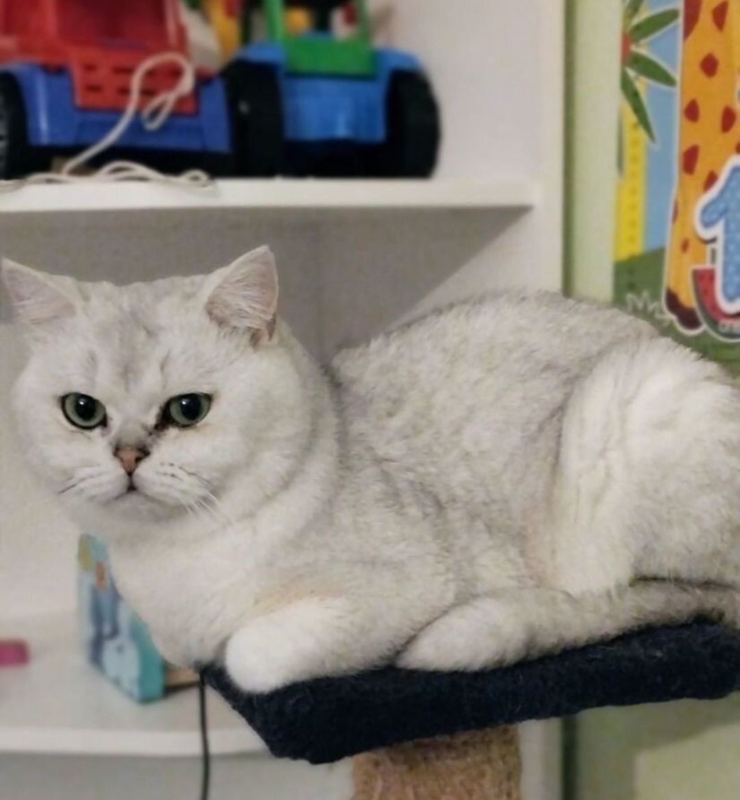 Вязка случка, шикрного шотландского кота, дргоценного окрасса шиншила