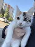 Ищем семью для котенка