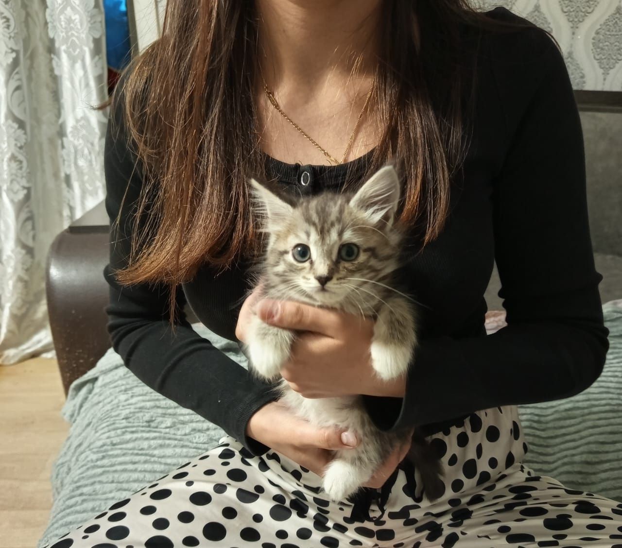 Отдам котят в добрые руки