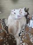 Котенок британский шиншилла недорого