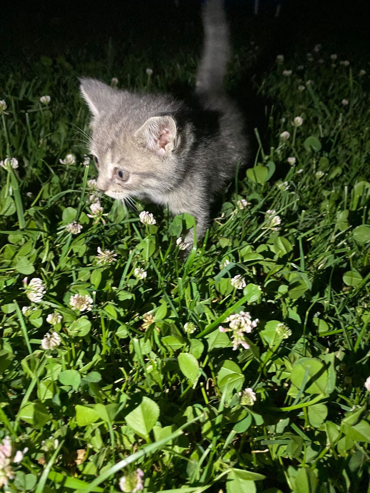Добрые котята в добрые руки