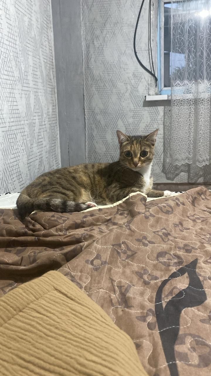 Отдам кошку домашнюю. Срочно!