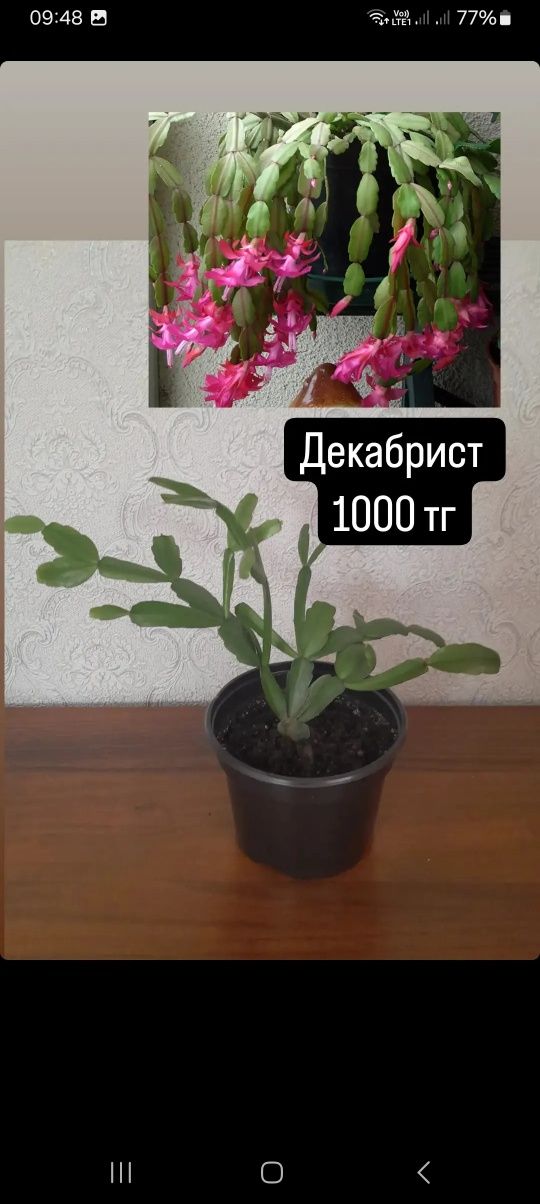 Декабрист золотой и розовый