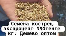 Костёр костреца семена трава