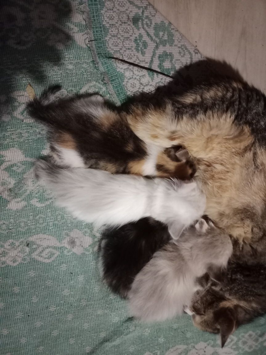 Котята умной кошки