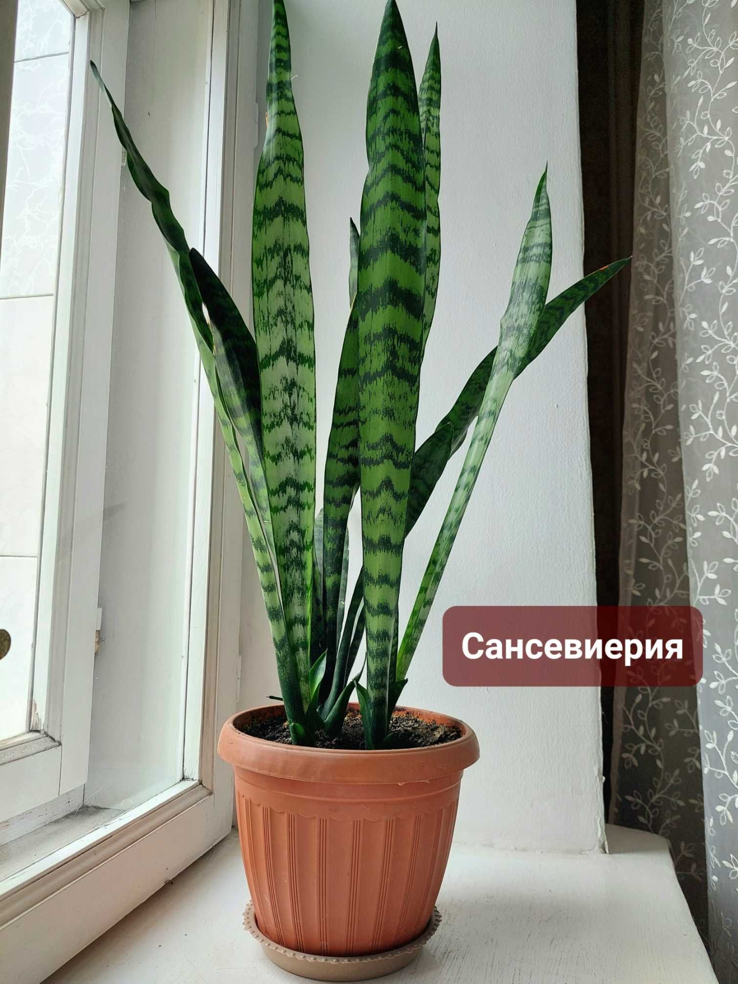 Комнатные цветы: сансевиерия, эуфорбия, замиокулькас, дримиопсис