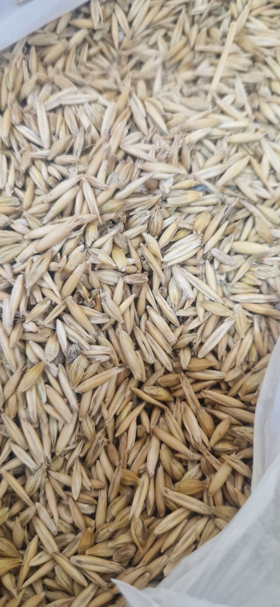 Продается Кормовой овёс