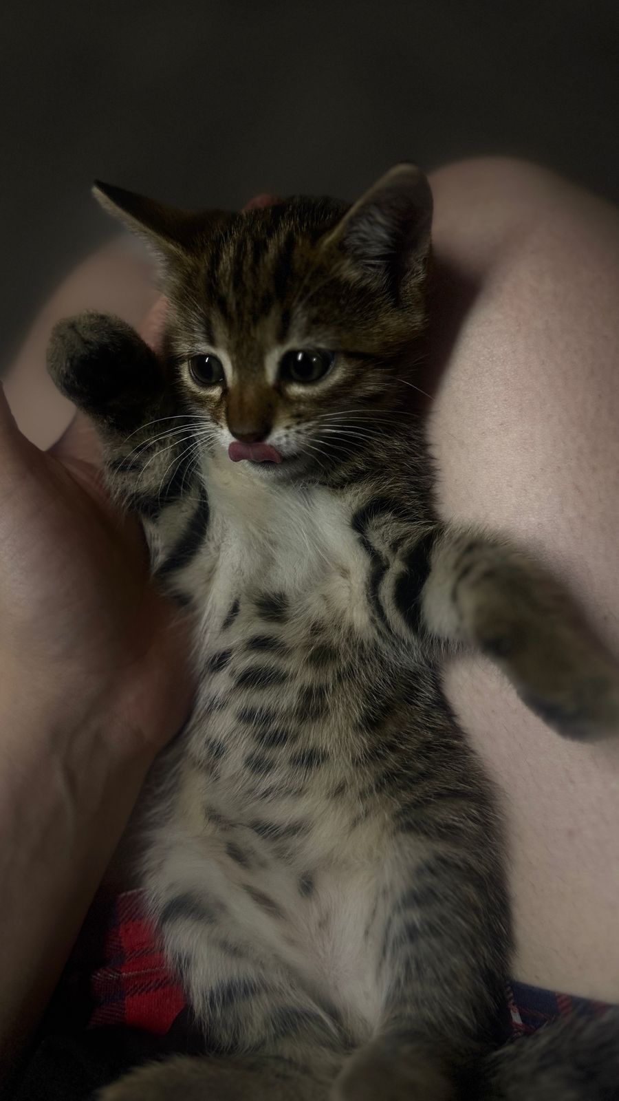 Бесплатно котята