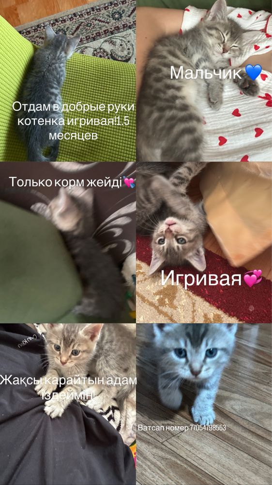 Игривая котик мальчик есть только корм