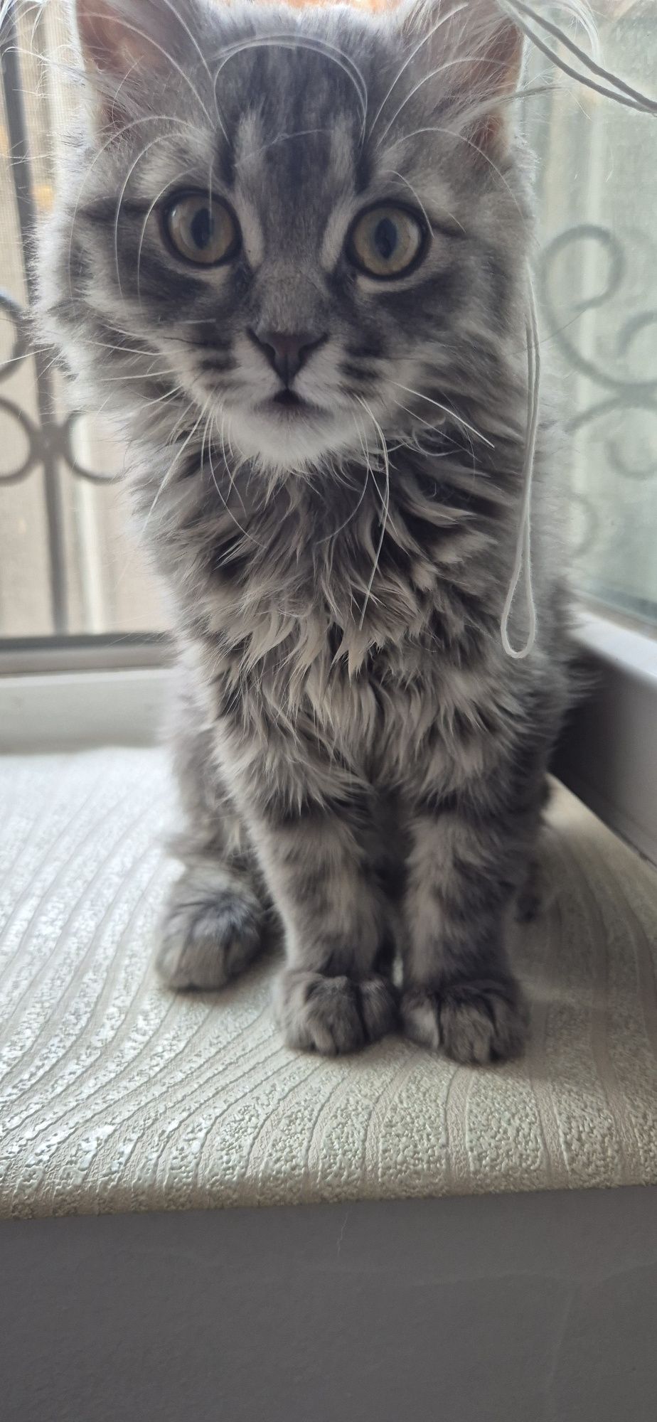 Скоттиш страйт прямоухий