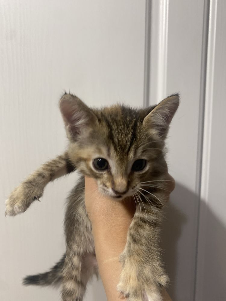 Отдам бесплатно котят