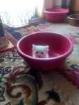 Котёнок девочка 2 месяца
