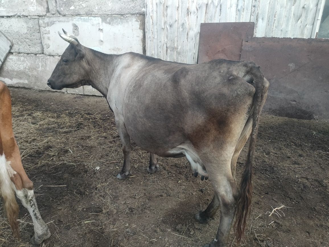Продается корова