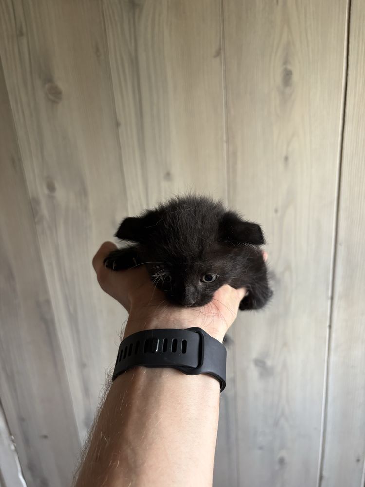 Продам красивых котят
