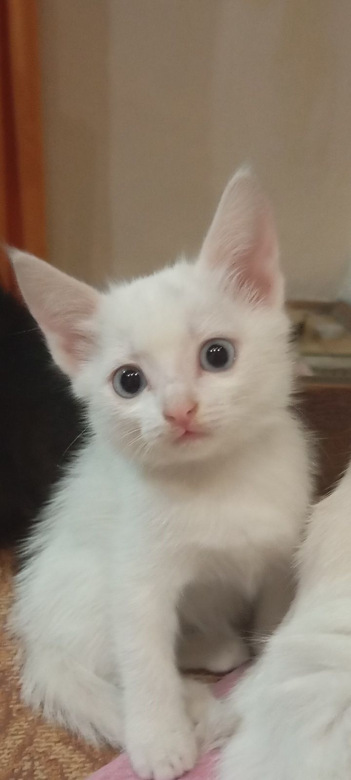 Отдам прекрасных котят