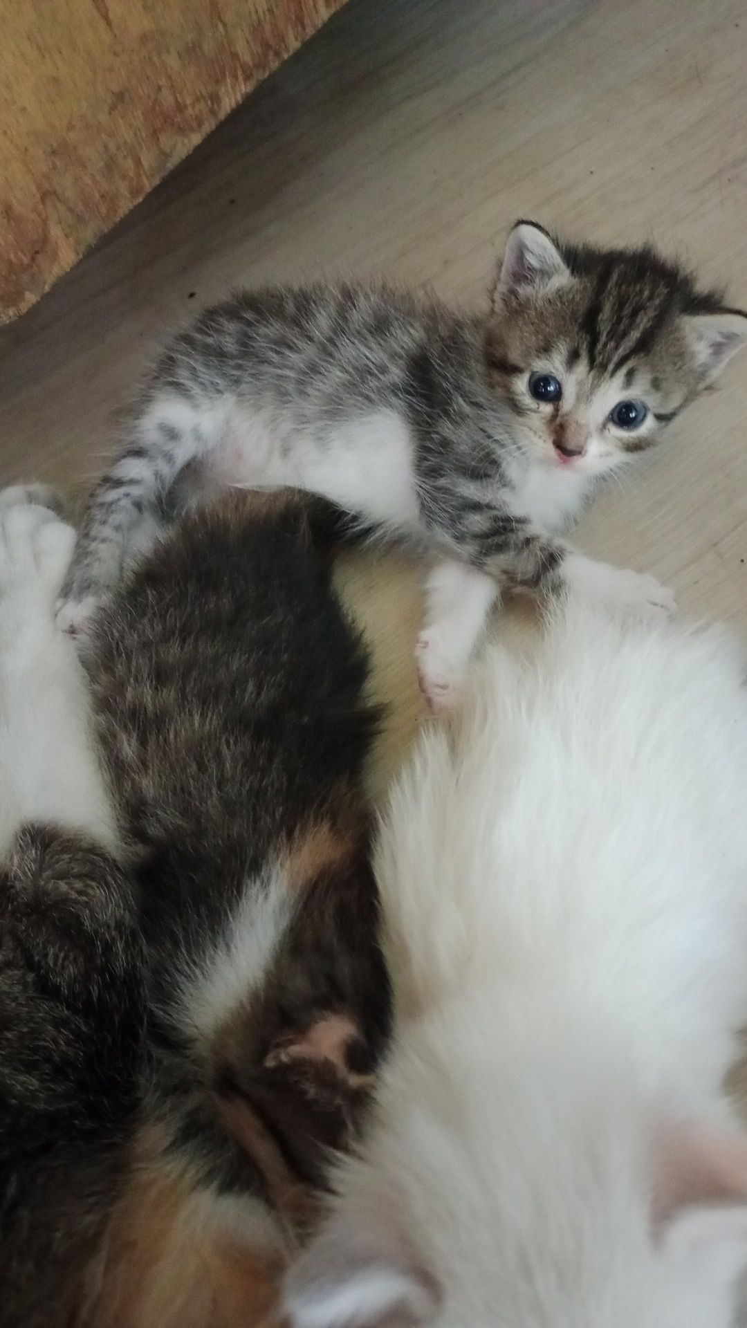 Котята умной кошки