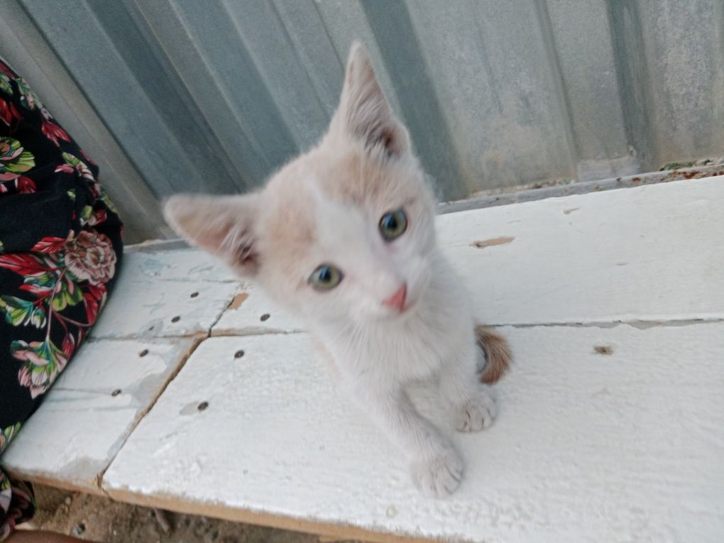 Котята котята котята
