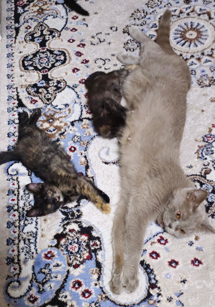 От Британской кошки,  можем привезти до дома или квартиры.