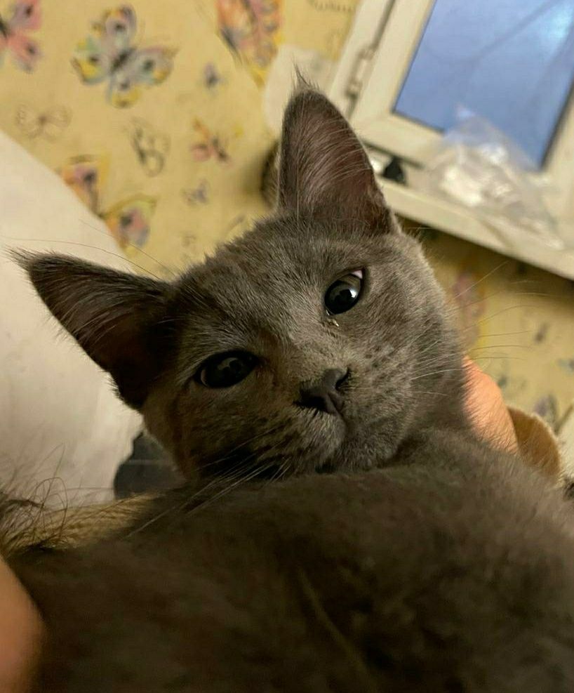 Котик ищет любящую семью