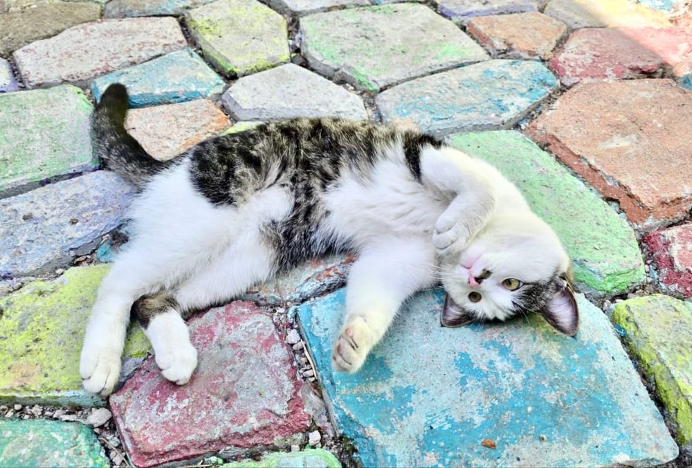 Найден молоденький котик в районе Гоголя и Кожамкулова