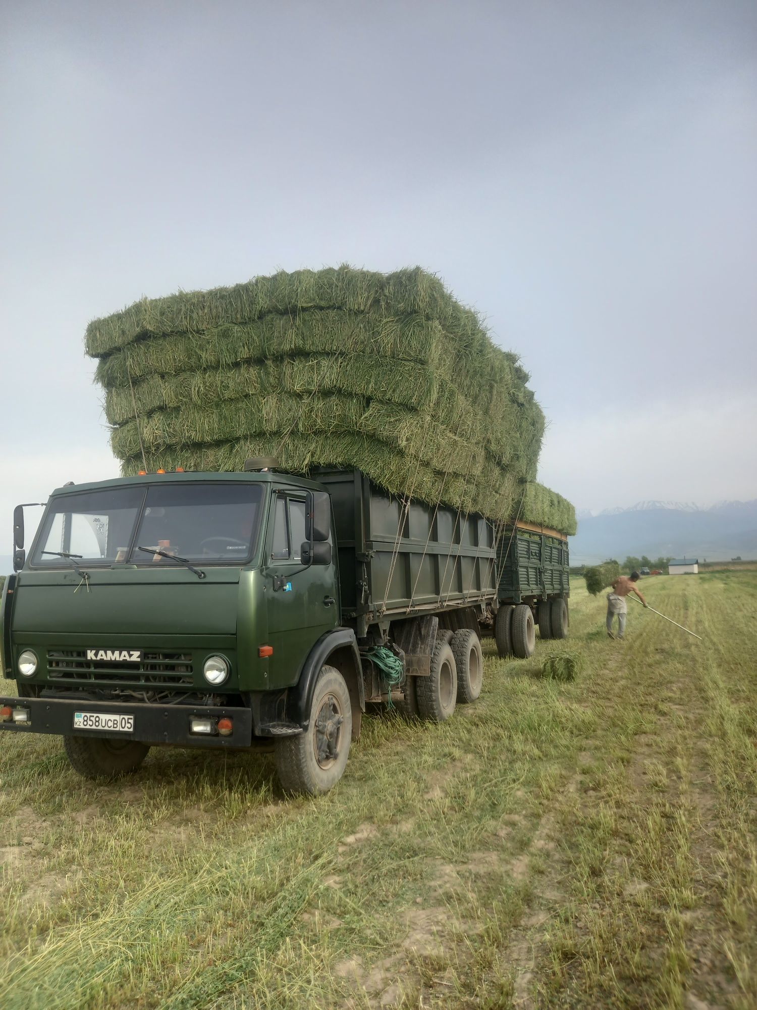 Шөп сено жоңашқа клевер