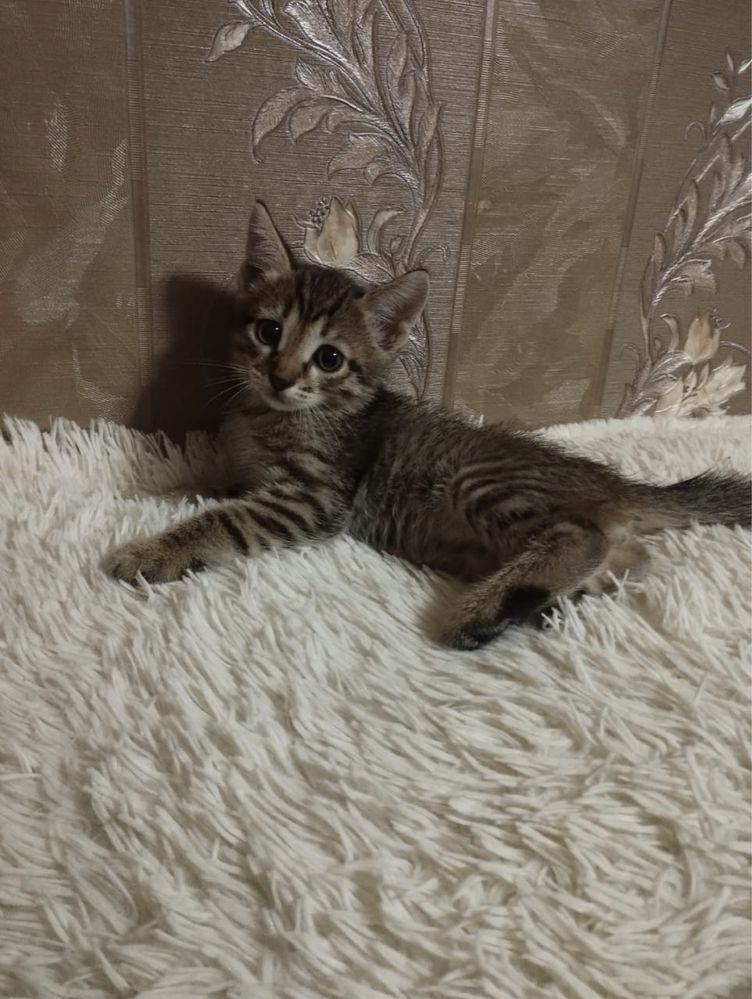 Отдам котят в хорошие руки