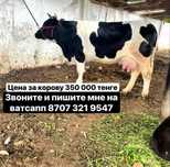 Продам телку возраст 2 года 2 месеца